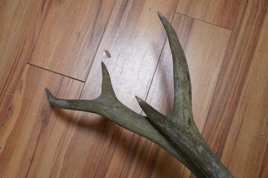 Two deer antlers, one with three points, approximately 84cm, the other with six points, approximately 104cm